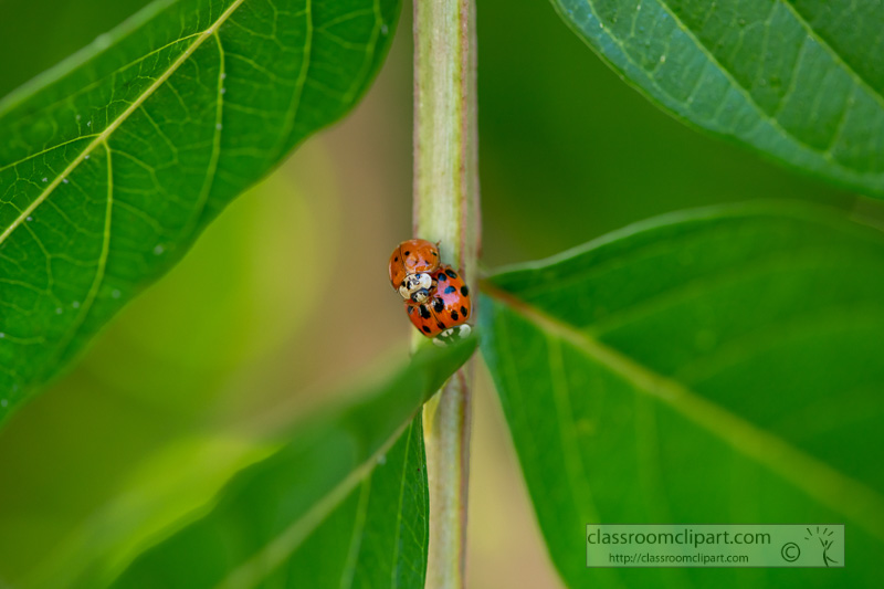 two-lady-bug-beetles-on-plant-stem-photo-8500013.jpg