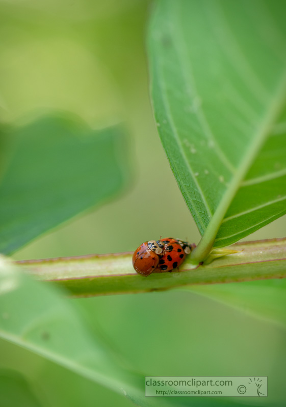 two-lady-bug-beetles-on-plant-stem-photo-8500020.jpg