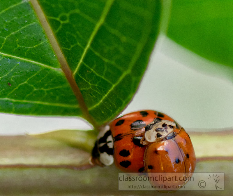 two-lady-bug-beetles-on-plant-stem-photo-8500027.jpg