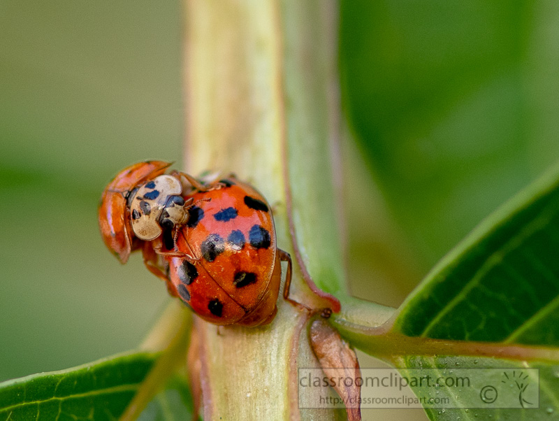 two-lady-bug-beetles-on-plant-stem-photo-8500040.jpg