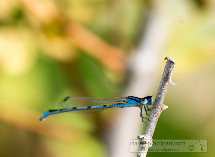 blue-black-damselfly-resting-on-branch-photo-3.jpg