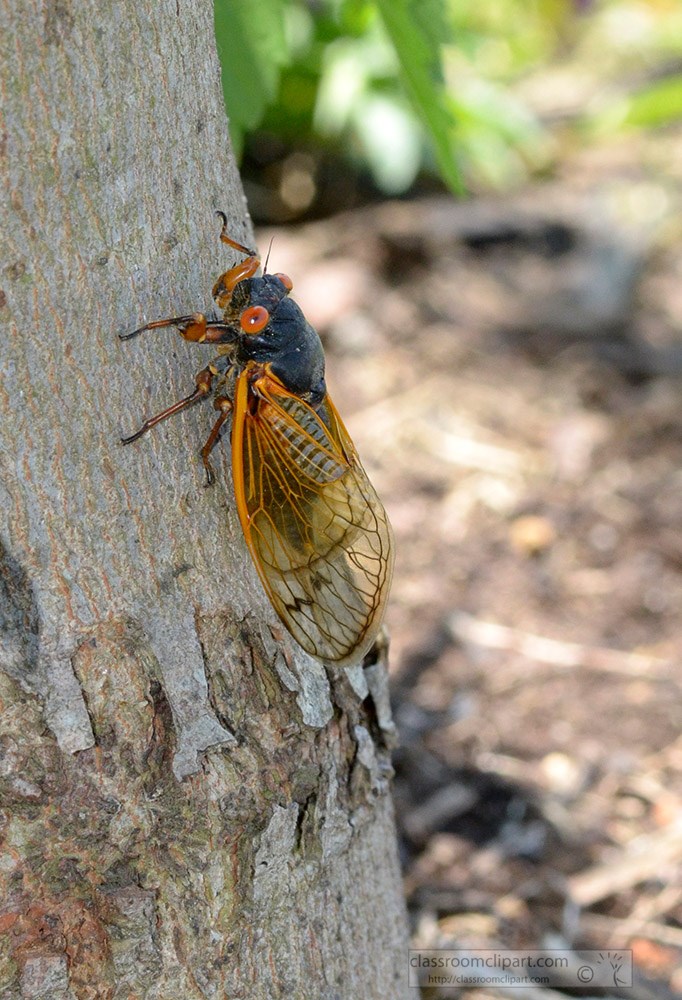 cicada-insect-on-tree-399a.jpg