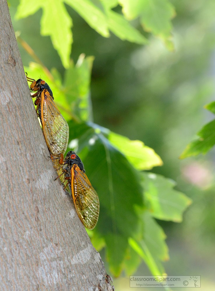 cicada-insect-on-tree-6a.jpg