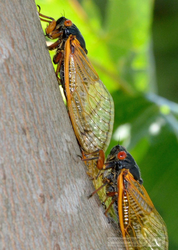 cicada-insect-on-tree-closeup-406b.jpg