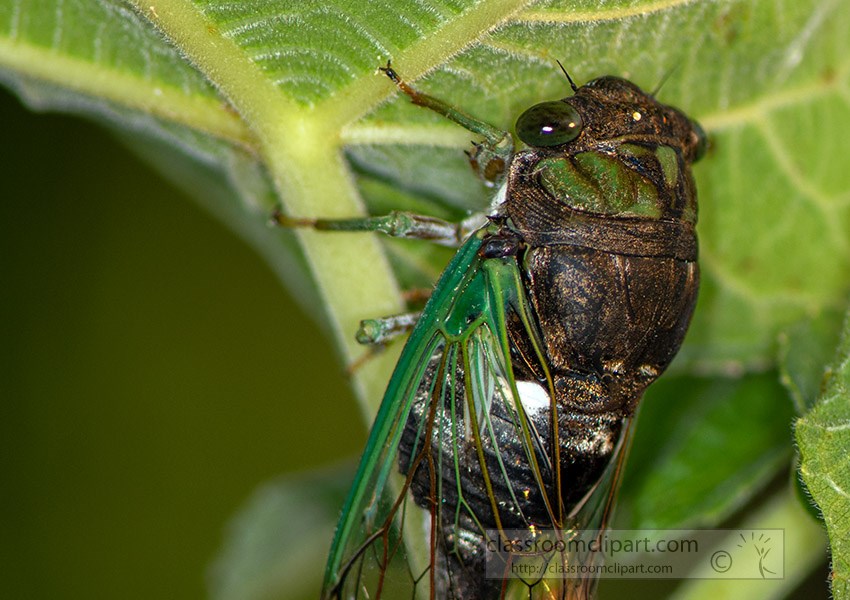 closeup-cicada-insect-on-feg-tree-photo.jpg