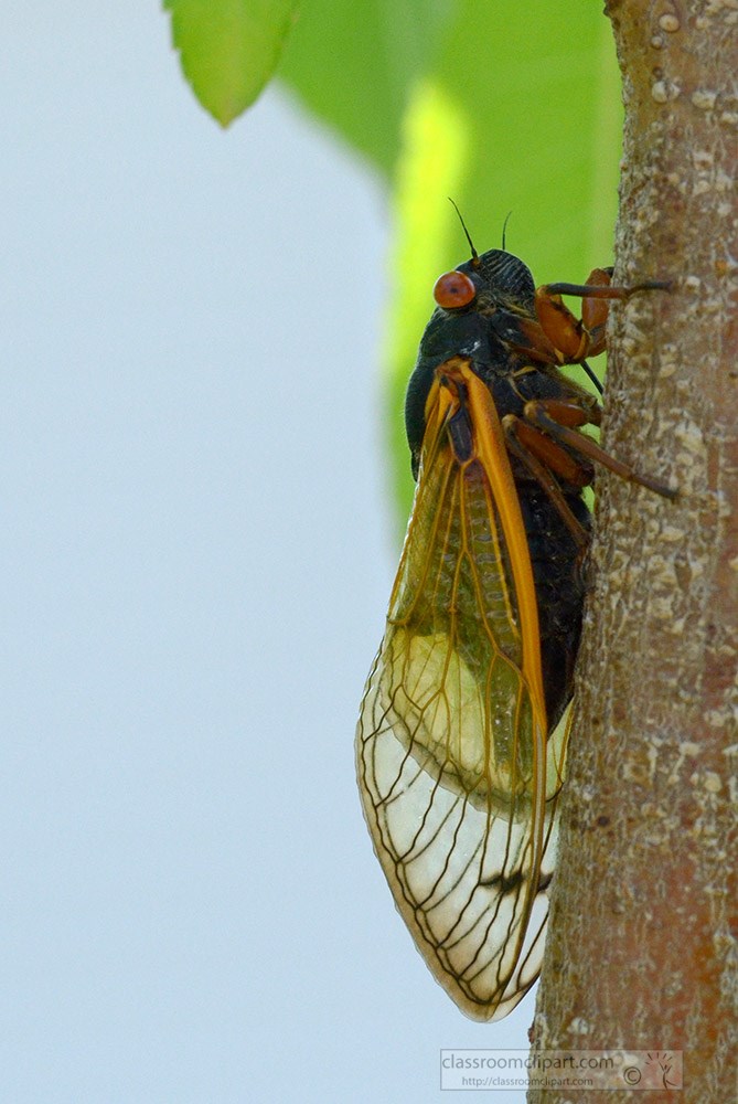 closeup-of-single-cicada-insect-on-tree-358a.jpg