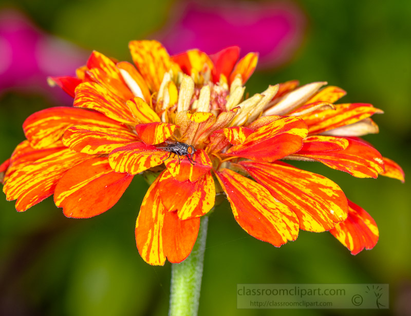 closeup-photo-of-fly-on-bright-red-yellow-zinnia-flower-photo-image-07320.jpg