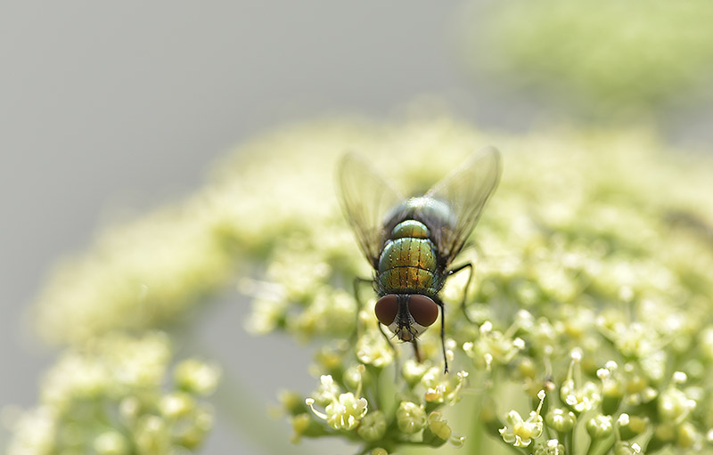 fly-on-parsley-flower-photo-5056A.jpg