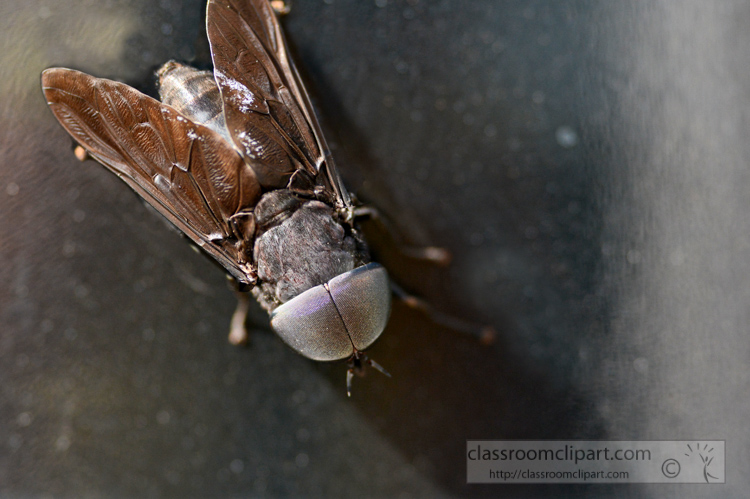 fly-on-window-closeup-picture.jpg