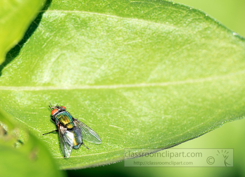 fly-resting-on-plant-photo-6339A.jpg
