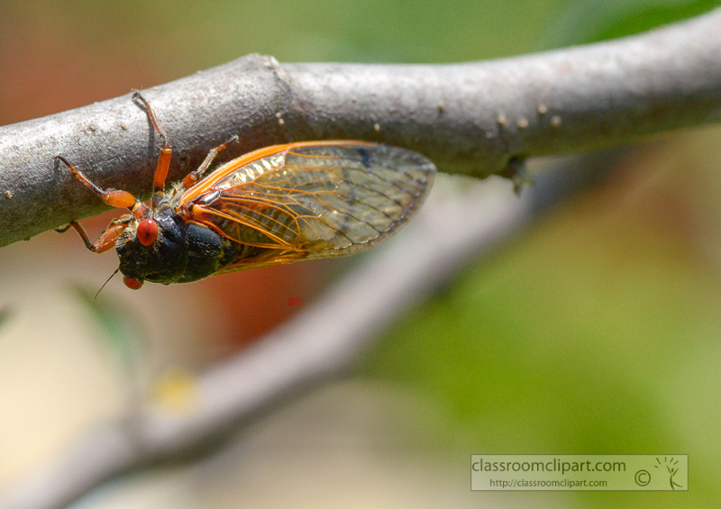 photo-of-cycada-insect-on-tree-.jpg