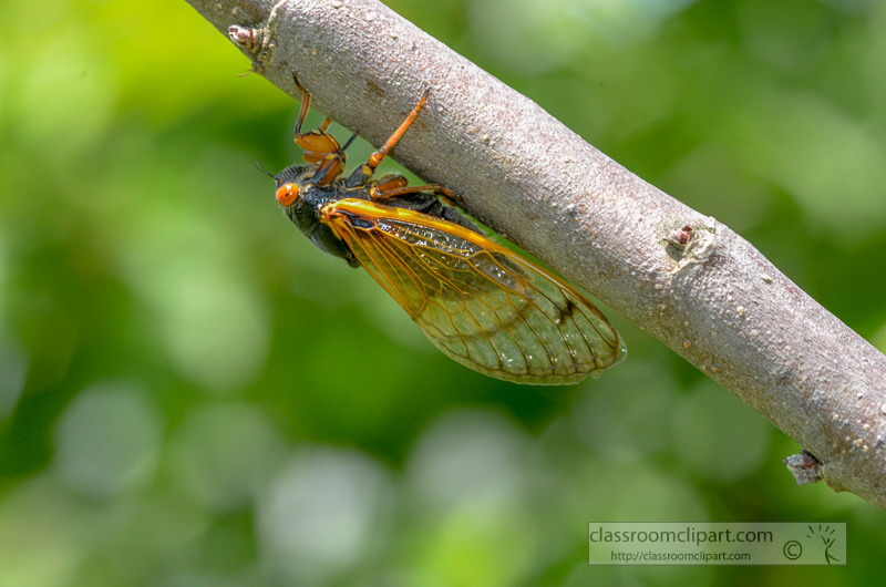 photo-of-cycada-insect-on-tree-10.jpg