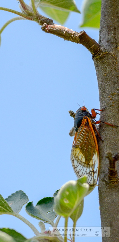 photo-of-cycada-insect-on-tree-28195.jpg