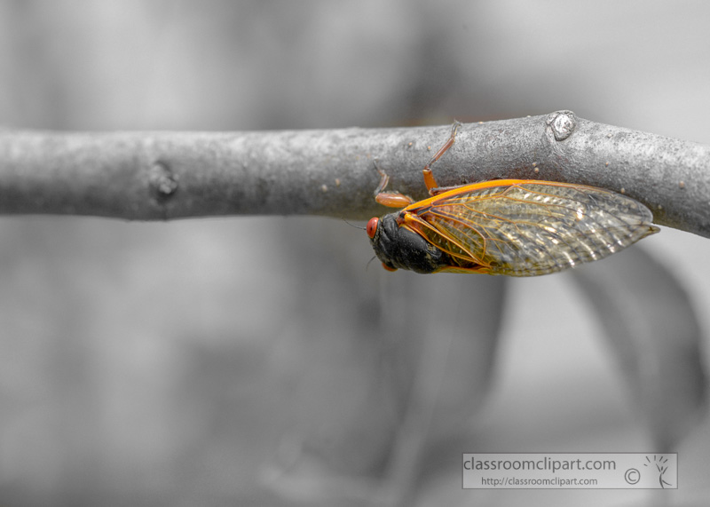 photo-of-cycada-insect-on-tree-28203.jpg