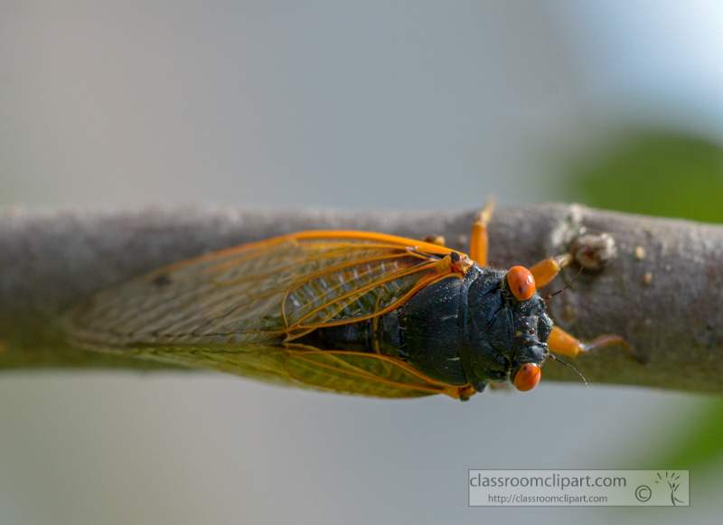 photo-of-cycada-insect-on-tree-28205.jpg