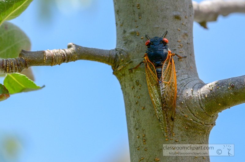 photo-of-cycada-insect-on-tree-28226.jpg