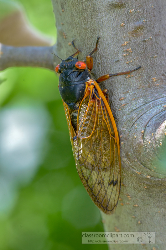 photo-of-cycada-insect-on-tree-28250.jpg