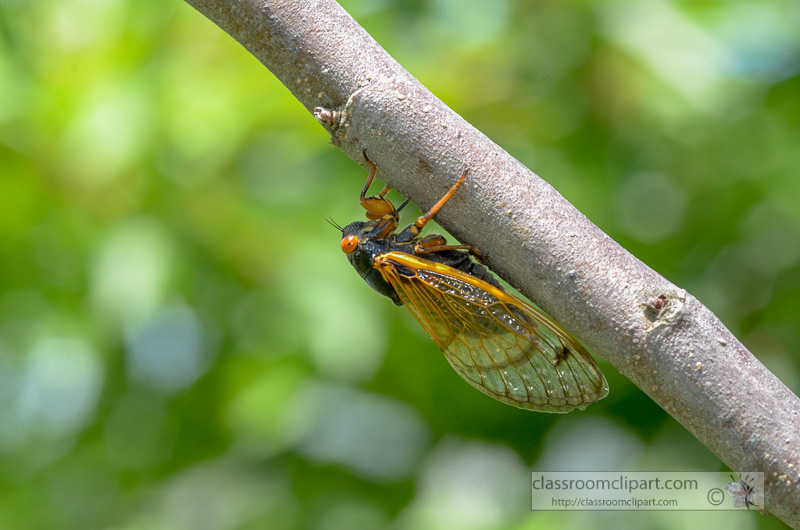 photo-of-cycada-insect-on-tree-28264.jpg
