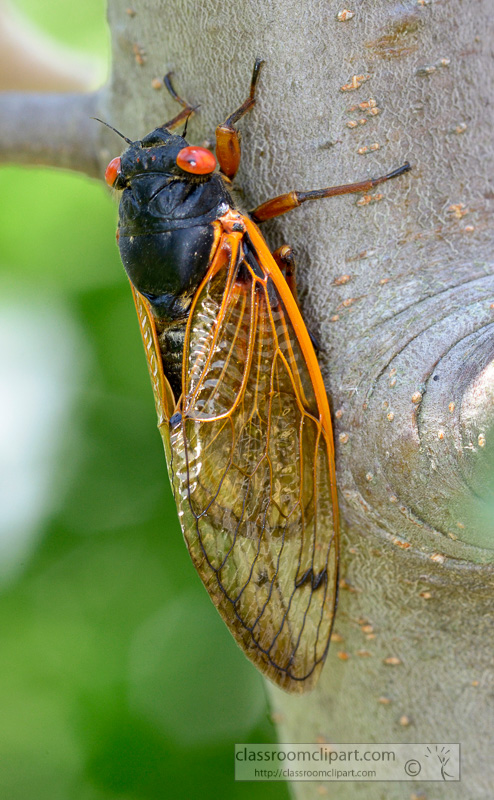 photo-of-cycada-insect-on-tree-8.jpg