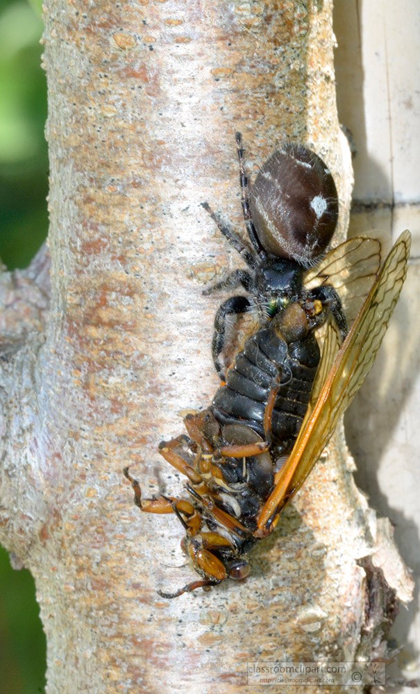 spider-attacks-cicada-insect-on-tree-326a.jpg
