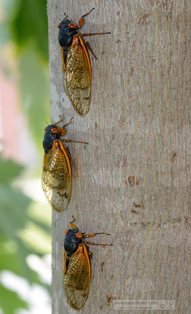 three-cicada-insects-on-tree-386a.jpg