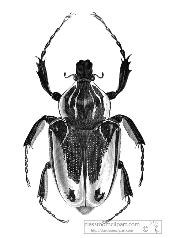 beetle-illustration-inwo-443b.jpg