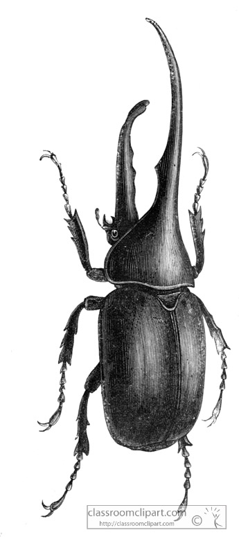 beetle-illustration-inwo-464b.jpg