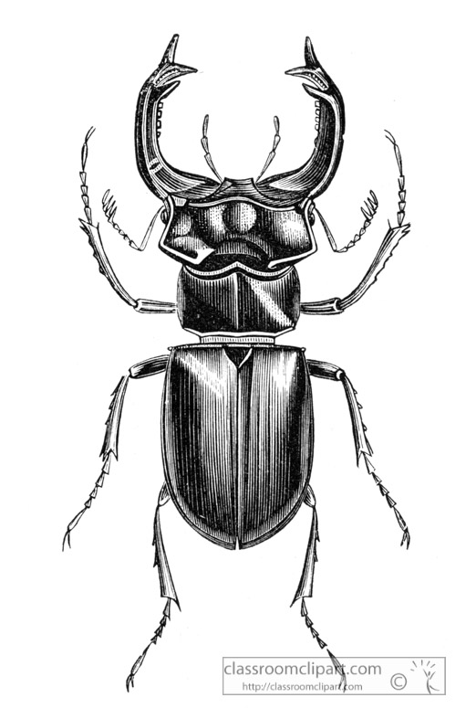 beetle-illustration-inwo-466b.jpg