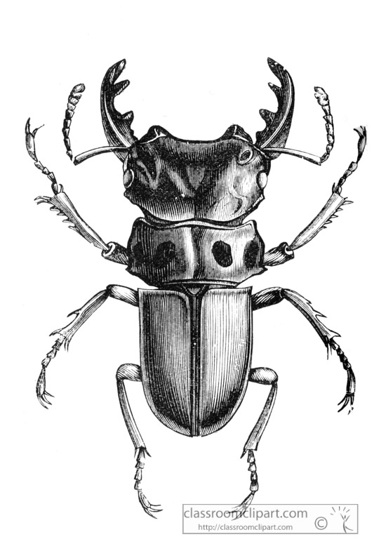 beetle-illustration-inwo-466c.jpg