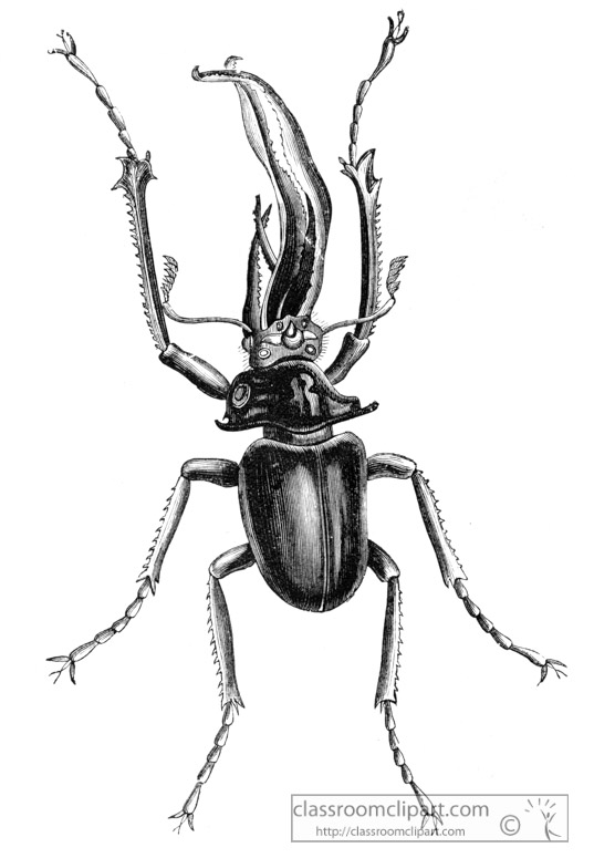 beetle-illustration-inwo-468a.jpg