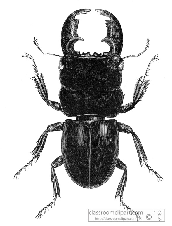 beetle-illustration-inwo-468b.jpg