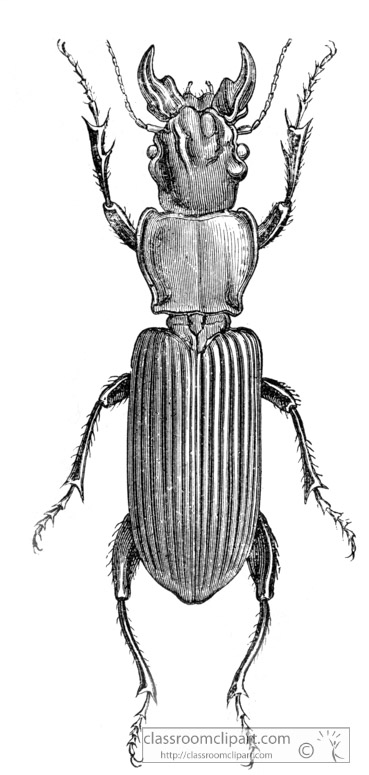 beetle-illustration-inwo-490a.jpg