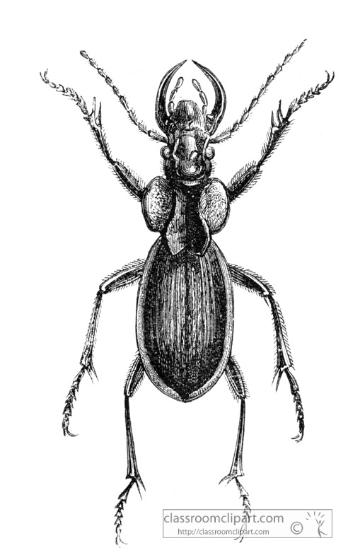 beetle-illustration-inwo-490b.jpg