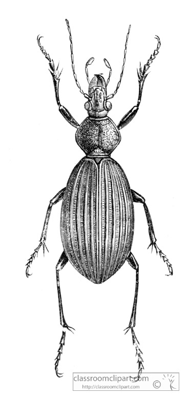 beetle-illustration-inwo-490c.jpg