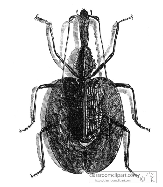 beetle-illustration-inwo-492b.jpg