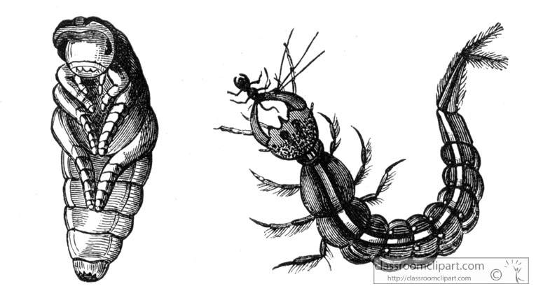 beetle-pupa-larvae-illustration-inwo-478c.jpg
