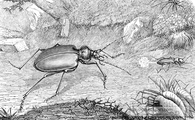 beetle-pursiung-smaller-beetle-illustration-inwo-486a.jpg