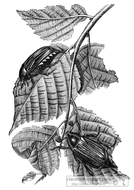 beetles-on-plant-leaf-illustration-inwo-447a.jpg