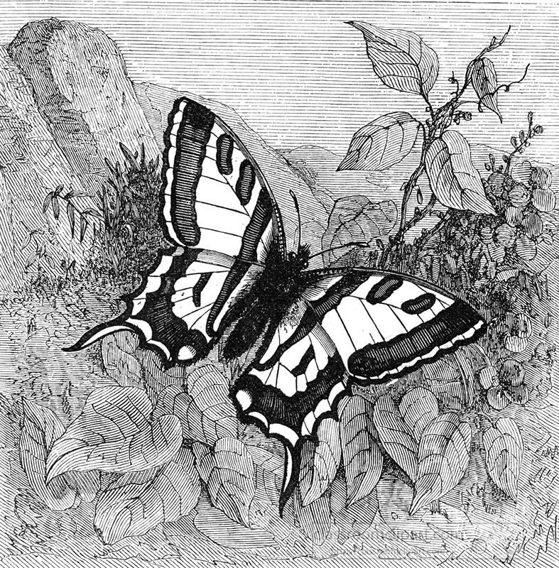 butterfly-illustration-173a.jpg