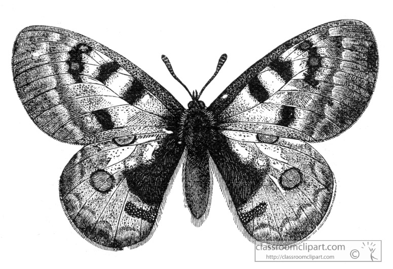 butterfly-illustration-inwo-174b.jpg
