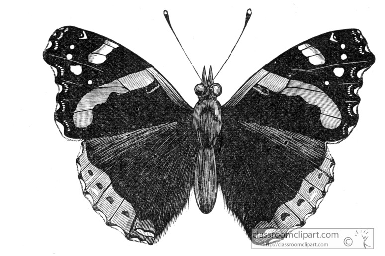 butterfly-illustration-inwo-186a.jpg