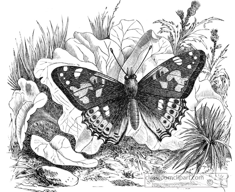 butterfly-illustration-inwo-186b.jpg