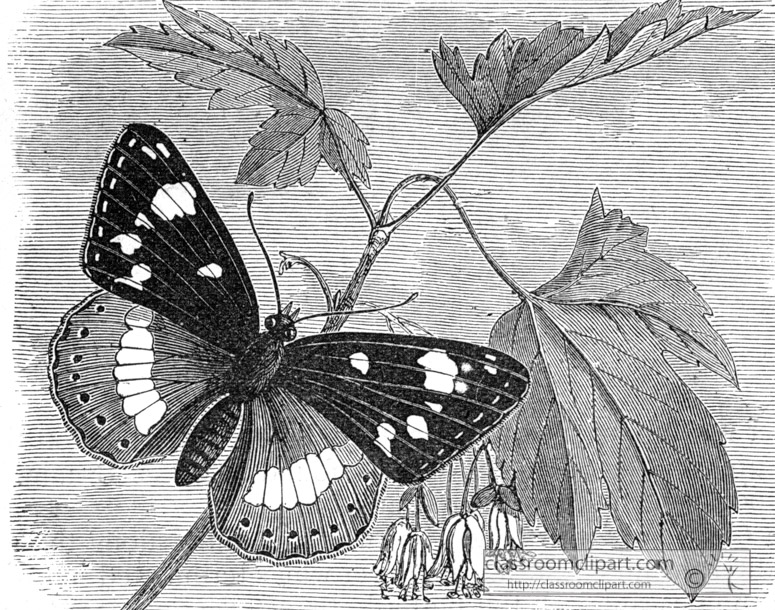 butterfly-illustration-inwo-189b.jpg
