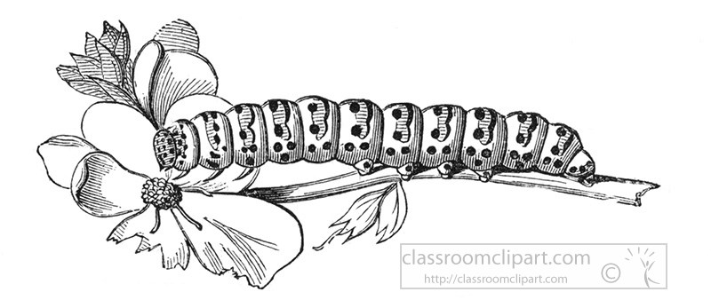 caterpillar-illustration-155a.jpg