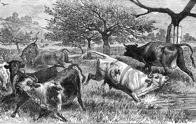 cattle-attacked-by-bot-fly-illustration-61a.jpg