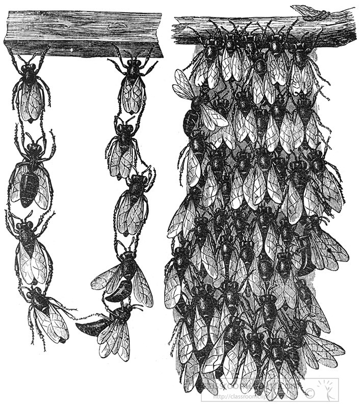cluster-of-bees-illustration-321a.jpg