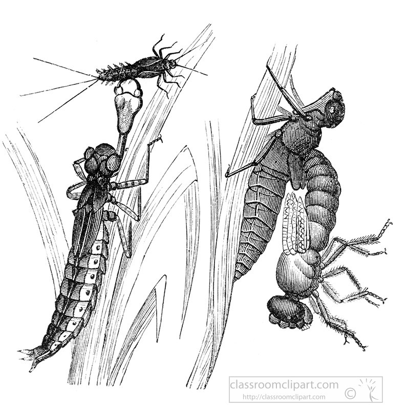 dragonfly-illustration-421-1.jpg