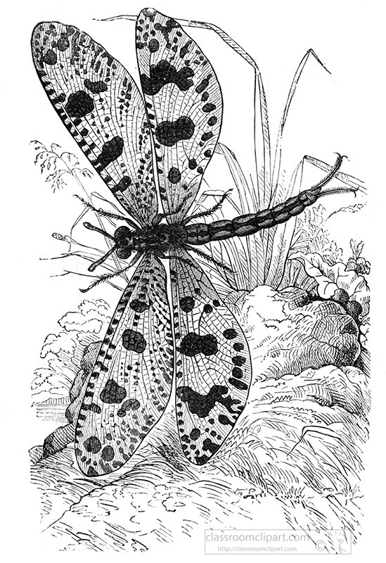 dragonfly-illustration-426a.jpg