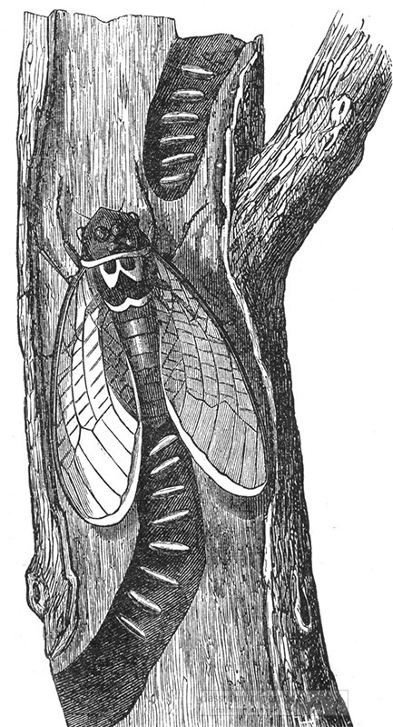 female-cicada-laying-eggs-illustration-106a.jpg