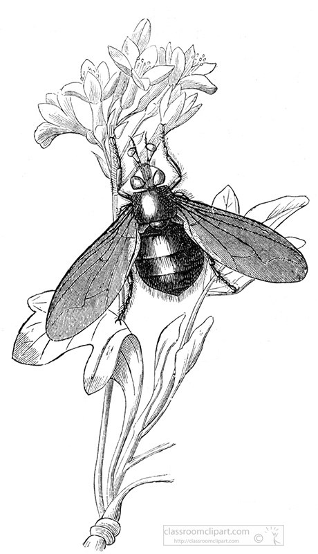 fly-on-plant-illustration-70a.jpg